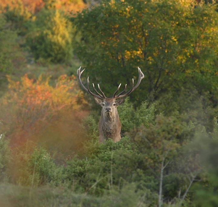 Strategie riproduttive del cervo (Cervus elaphus)